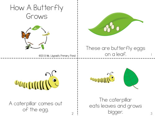 I integrate our science unit on life cycles into guided reading with these butterfly life cycle leveled texts!