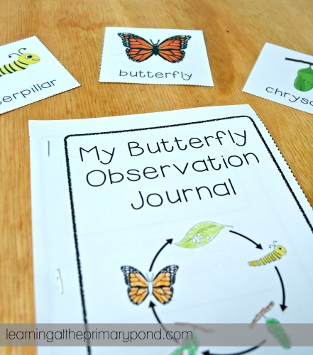 My students write down their observations about our classroom butterflies in this journal! I also give them the vocabulary cards to support them with the academic vocabulary.
