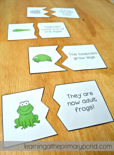My Kindergarten and first grade students put together these frog life cycle puzzles and then explain the frog life cycle to a partner!
