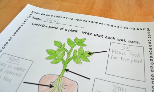 Have students color in the picture and label the parts of a plant!
