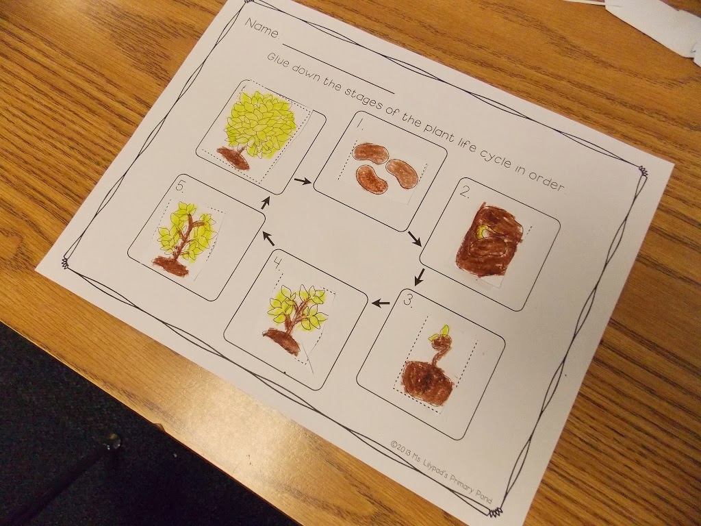 Parts of a Plant and The Plant Life Cycle