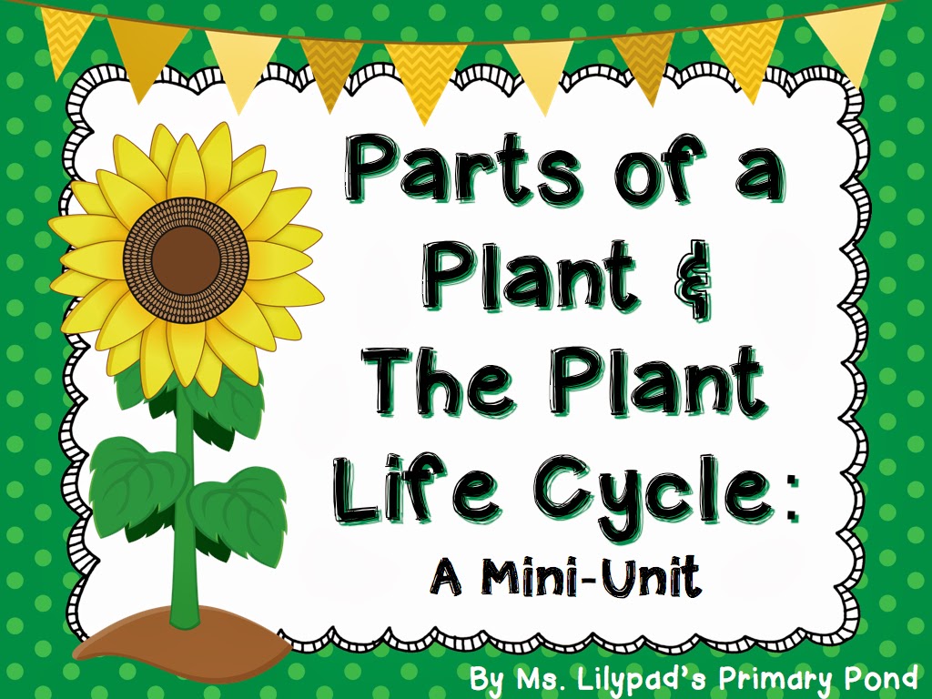 basic parts of a plant worksheet