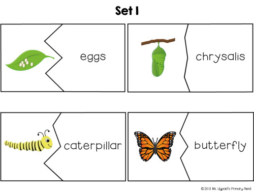 Kids love putting together these butterfly vocabulary puzzles as a center! They can also use the puzzles to write about the butterfly life cycle.