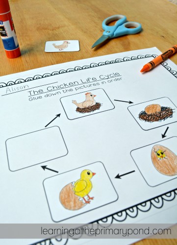 I have my Kindergarten and first grade students do this chicken life cycle cut-and-paste activity around Easter! It's also perfect for a life cycles unit or chicks in the classroom.