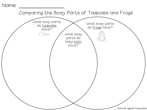 We use these venn diagrams during our life cycles unit to compare the body parts of a frog and tadpole.