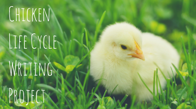 Chicken Life Cycle Writing Project