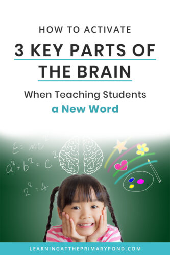 Introducing new words to students is a huge part of what teaching is all about! In this post, I’ll discuss the three key parts of the brain that need to be activated and provide a step-by-step process for teaching students a word.
